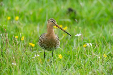 Black-tailed gown (Limosa limosa) looking for food in meadows, Lower Saxony, Germany