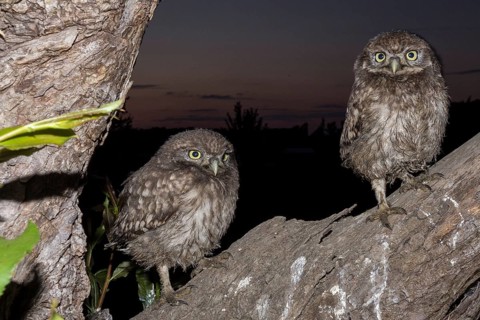 Little owl (Athene noctua), young stone owls sitting at twilight, North Rhine-Westphalia, Germany