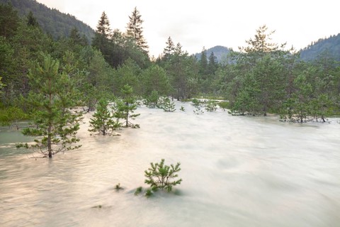 The Isar carries floods between Lake Sylvenstein and Lenggries. Trees and pines sink in the