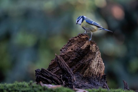 Blue tit (Parus caerulea), Emsland, Lower Saxony, Germany