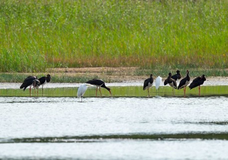 Black storks (Ciconia nigra) and great egret (Ardea alba) in the shallow water zone of a pond,