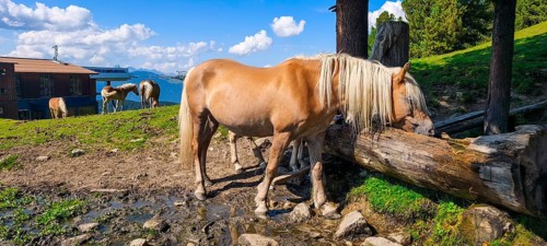 Free-grazing horses on an alpine pasture near the Acherkogel in the Stubai Alps in Hochoetz, Ötz,