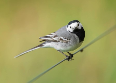 Wagtail (Motacilla alba) standing on a wire fence, Lower Saxony, Germany