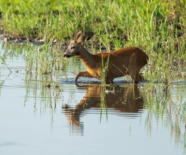 Deer (Capreolus capreolus), young roebuck running through the shallow water zone of a lake, Lower