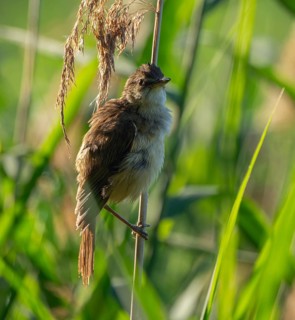 Thrush warbler (Acrocephalus arundinaceus) on a reed, reed (Phragmites australis), Lower Saxony,