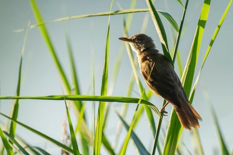 Thrush warbler (Acrocephalus arundinaceus) on a reed, reed (Phragmites australis), Lower Saxony,
