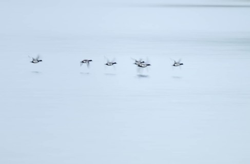 Heron duck (Aythya fuligula), heron flying over a lake, motion blur, long exposure, pull, mopping