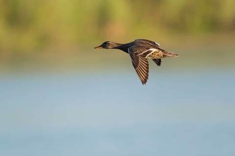 Schnatter duck (Mareca strepera), female flying across a lake, Lower Saxony, Germany