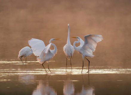 Great egrets (Ardea alba) stand in the warm orange morning light in the shallow water zone of a