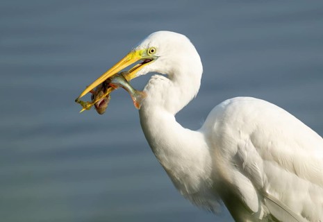 Great egret (Ardea alba) stands in the shallow water zone of a wetland with a fish in its beak,