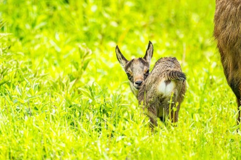 Chamois (Rupicapra rupicapra) youngster (fawn) standing on a meadow, Austria