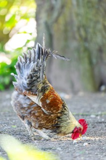 Domestic Chicken (Gallus gallus domesticus), rooster, standing on the ground, Bavaria, Germany