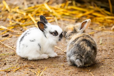 Domesticated rabbit (Oryctolagus cuniculus forma domestica) standing on the ground, Austria