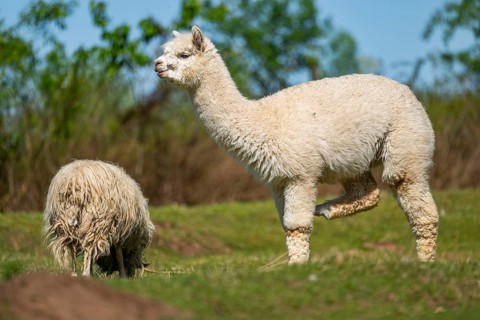 White Llama (Lama glama) standing on a meadow, Bavaria, Germany