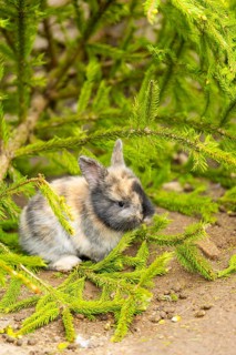 Domesticated rabbit (Oryctolagus cuniculus forma domestica) standing on the ground, Austria