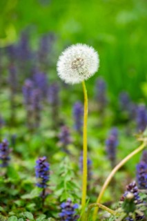 Common dandelion (Taraxacum officinale) seeds, detail, Bavaria, Germany