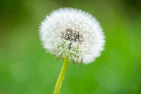 Common dandelion (Taraxacum officinale) seeds, detail, Bavaria, Germany