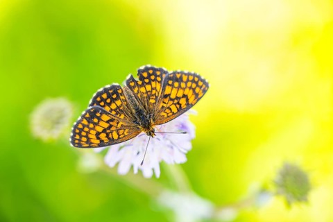 Heath fritillary (Mellicta athalia) butterfly sitting in a colorful blossom, Austria
