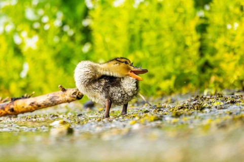 Wild duck (Anas platyrhynchos) chick standing at the schore of a little lake, Bavaria, Germany