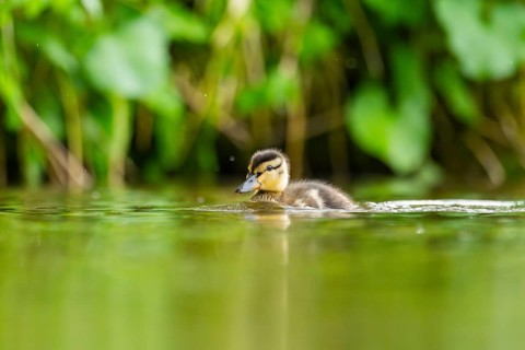 Wild duck (Anas platyrhynchos) chick swimming on a lake, Bavaria, Germany