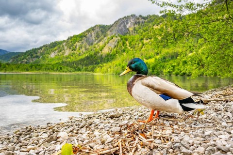 Wild duck (Anas platyrhynchos) male standing on the shore of a lake, Bavaria, Germany
