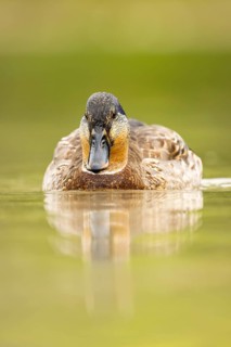 Wild duck (Anas platyrhynchos) male swimming in a lake, Bavaria, Germany