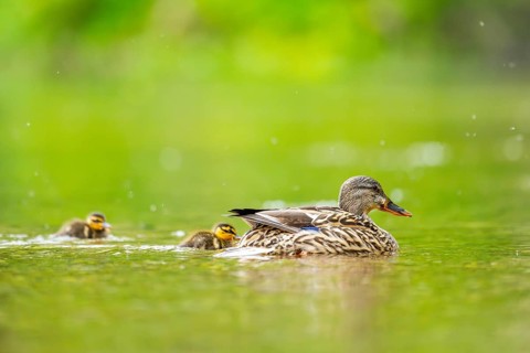 Wild duck (Anas platyrhynchos) mother with her and chick swimming in the water, Bavaria, Germany