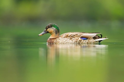 Wild duck (Anas platyrhynchos) male swimming in a lake, Bavaria, Germany