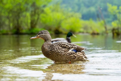 Wild duck (Anas platyrhynchos) female swimming in a lake, Bavaria, Germany
