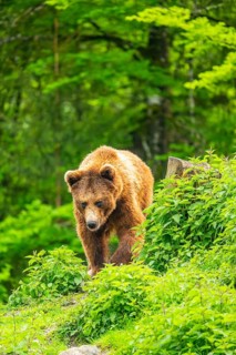 Eurasian brown bear (Ursus arctos arctos) in a forest, Austria