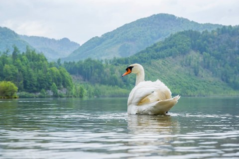 Mute swan (Cygnus olor) swimming on a lake, Austria