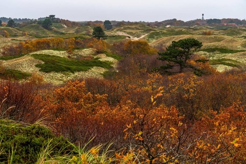 Dune sheep of Ostplate, in the east of the East Frisian island of Spiekeroog, autumn, brown dunes,