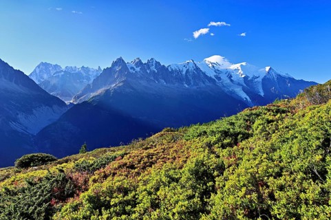 Mountain forest in an autumnal landscape with the snow-covered Mont Blanc massif in the background,