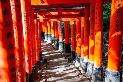 Walk through hundreds of red traditional torii gates, Fushimi Inari Taisha, Shinto Shrine, Fushimi