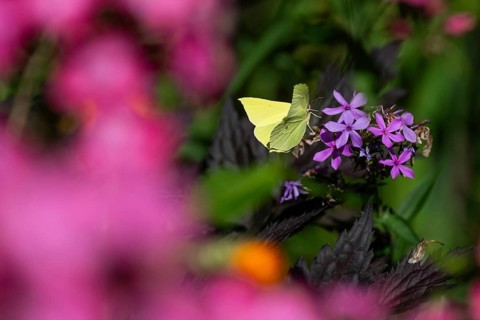 Lemon butterfly (Gonepteryx rhamni) sits on purple flowers of a flame flower or phlox, Finland