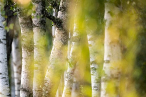 Birch stems through yellow leaves, birch (Betula), forest, Sweden