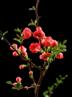 Quince branch with flowers (Cydonia oblonga) against black background