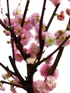 Almond branch with flowers (Prunus triloba) against white background