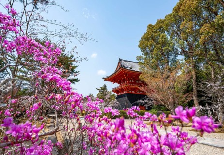 Purple blooming tree in spring with Shoro bell tower, Ninna-ji Temple, Buddhist temple complex,