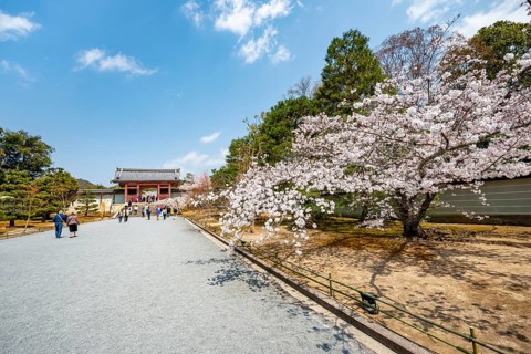 Wide path with blooming cherry tree, leads to the Chumon Gate of Ninna-ji Temple, Buddhist temple