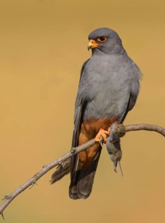 Red-footed falcon (Falco vespertinus), adult male sitting with a captured mouse, Kiskunság National