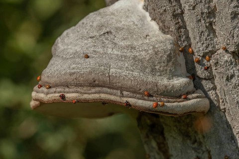 Mushroom grows on the bark of an old tree in a green forest. The sun shines through the leaves and
