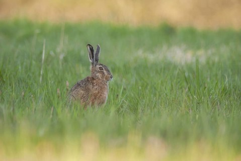 Brown hare sitting in grass contemplates surroundings. Bas Rhin, Alsace, France