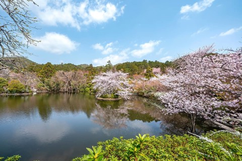 Kyoyochi pond in the Japanese garden, blooming cherry trees, Ryoan-ji, Zen Buddhist temple complex,
