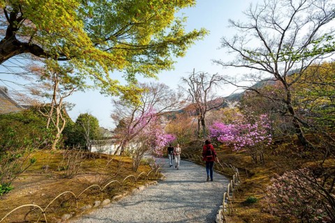 Path between blooming bushes in spring, Sogenchi Teien Japanese Garden, Tenryu-ji, Zen Buddhist