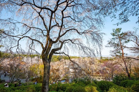 Blooming cherry trees Sogenchi Teien Japanese Garden, Tenryu-ji, Zen Buddhist temple complex,