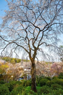 Blooming cherry trees Sogenchi Teien Japanese Garden, Tenryu-ji, Zen Buddhist temple complex,