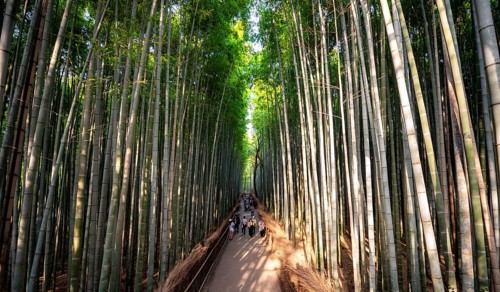 Visitors on their way through bamboo forest, towering bamboo trunks in Arashiyama bamboo forest,