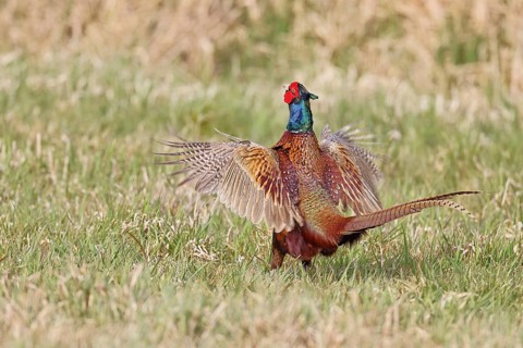 Pheasant, hunting pheasant (Phasianus colchicus), adult male bird courting in a meadow, area