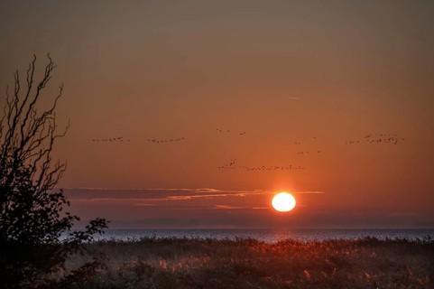 Sunrise on the lagoon, flying cranes above (Grus grus), Ahrenshoop, Darß, Mecklenburg-Western